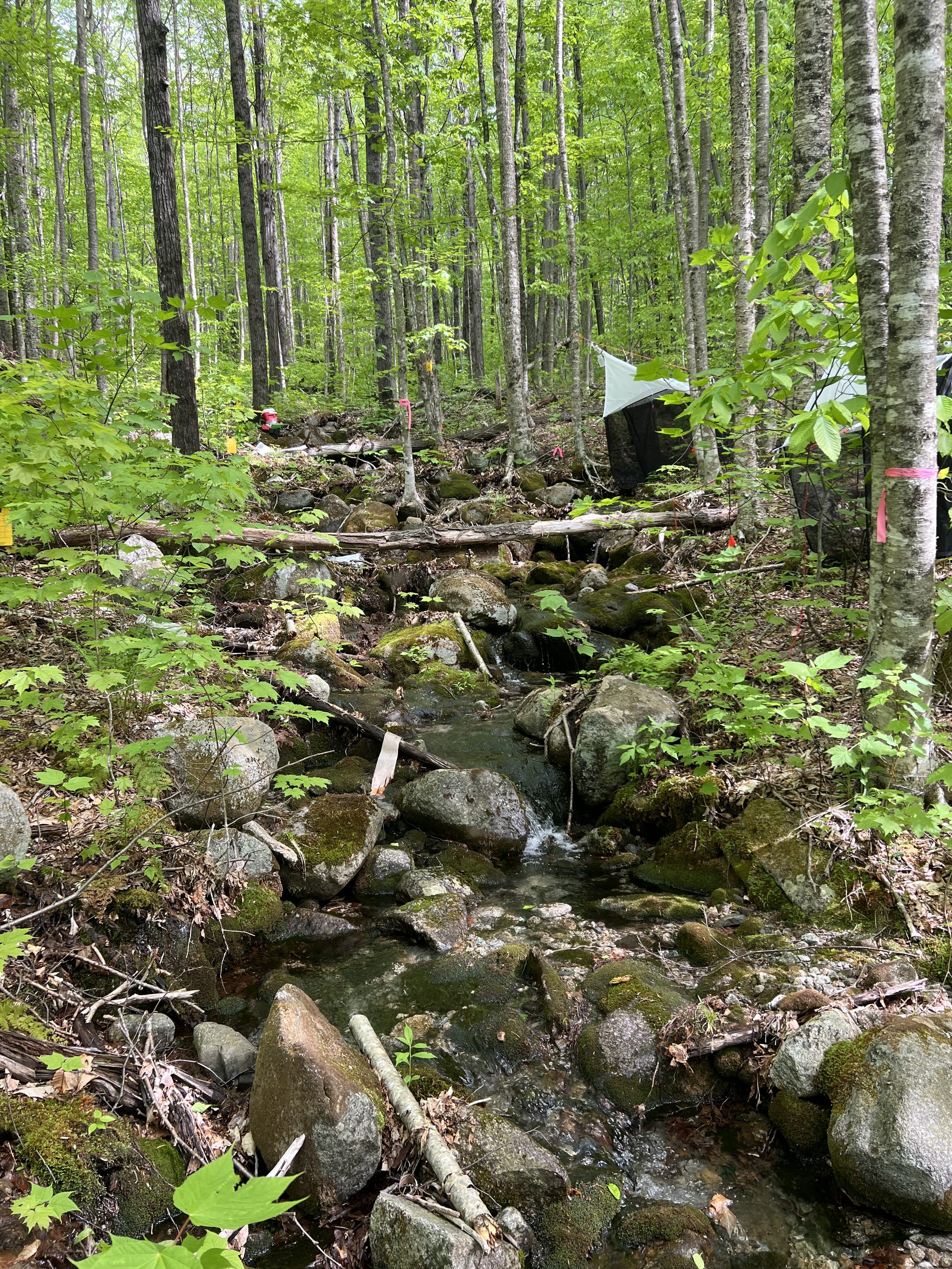 Headwater stream at Hubbard Brook Experimental Forest