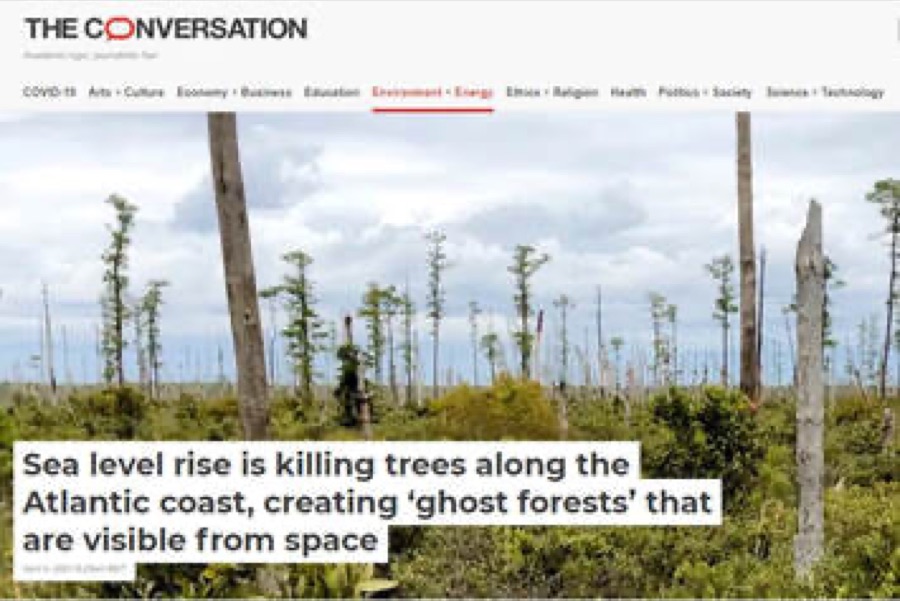 Sea level rise is killing trees along the Atlantic coast, creating ghost forests visible from space