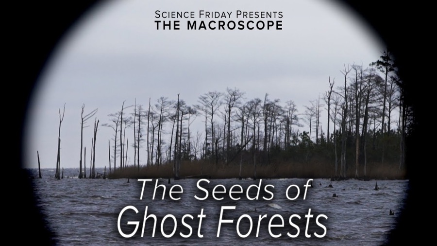 The Seeds of Ghost Forests — Science Friday video still
